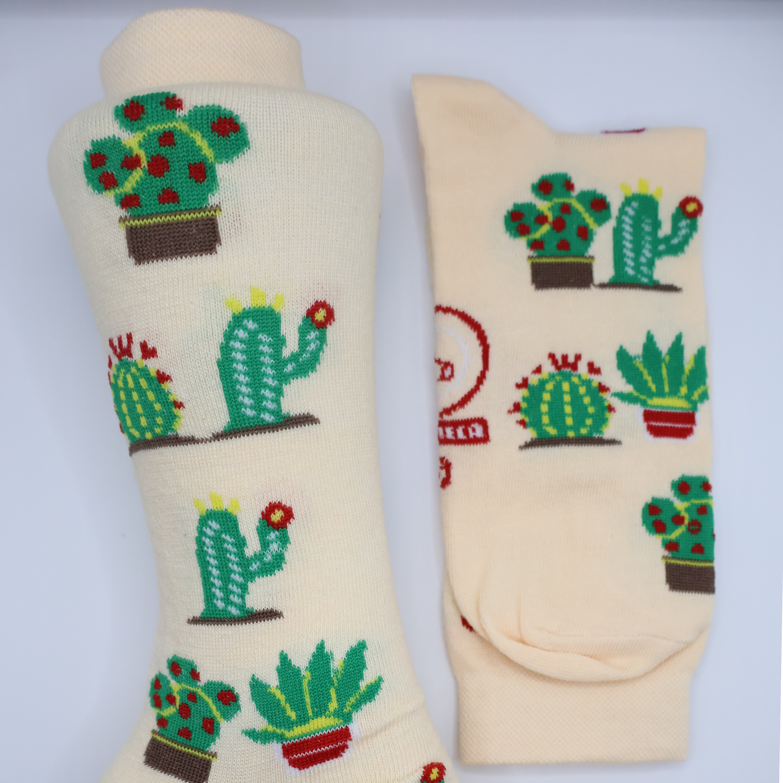 Cactaceas 4