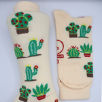 Cactaceas 4